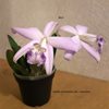 Laelia sincorana var. coerulea